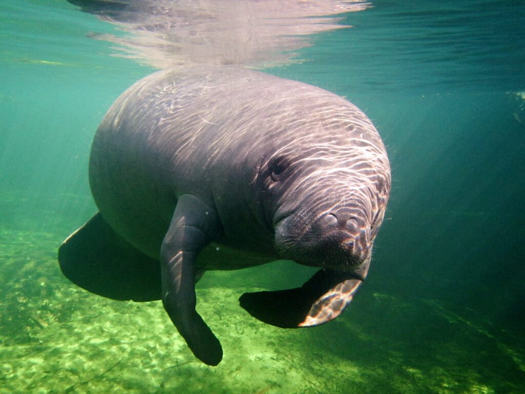 DeSantis asegura que la protección de los manatíes en Florida es una prioridad para su gestión