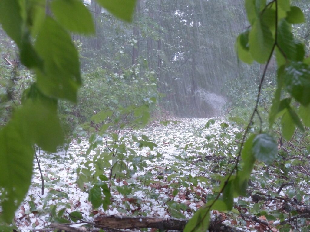 Intensa tormenta de granizo acabó con unos 50 acres de helechos para Floristería